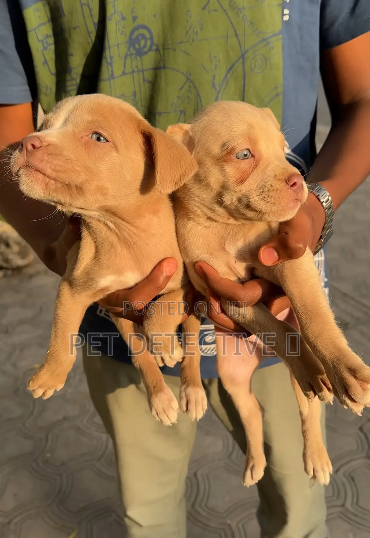 1-3 months Male Purebred American Pit Bull Terrier