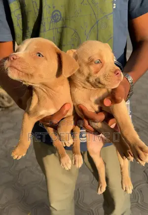 Photo - 1-3 months Male Purebred American Pit Bull Terrier