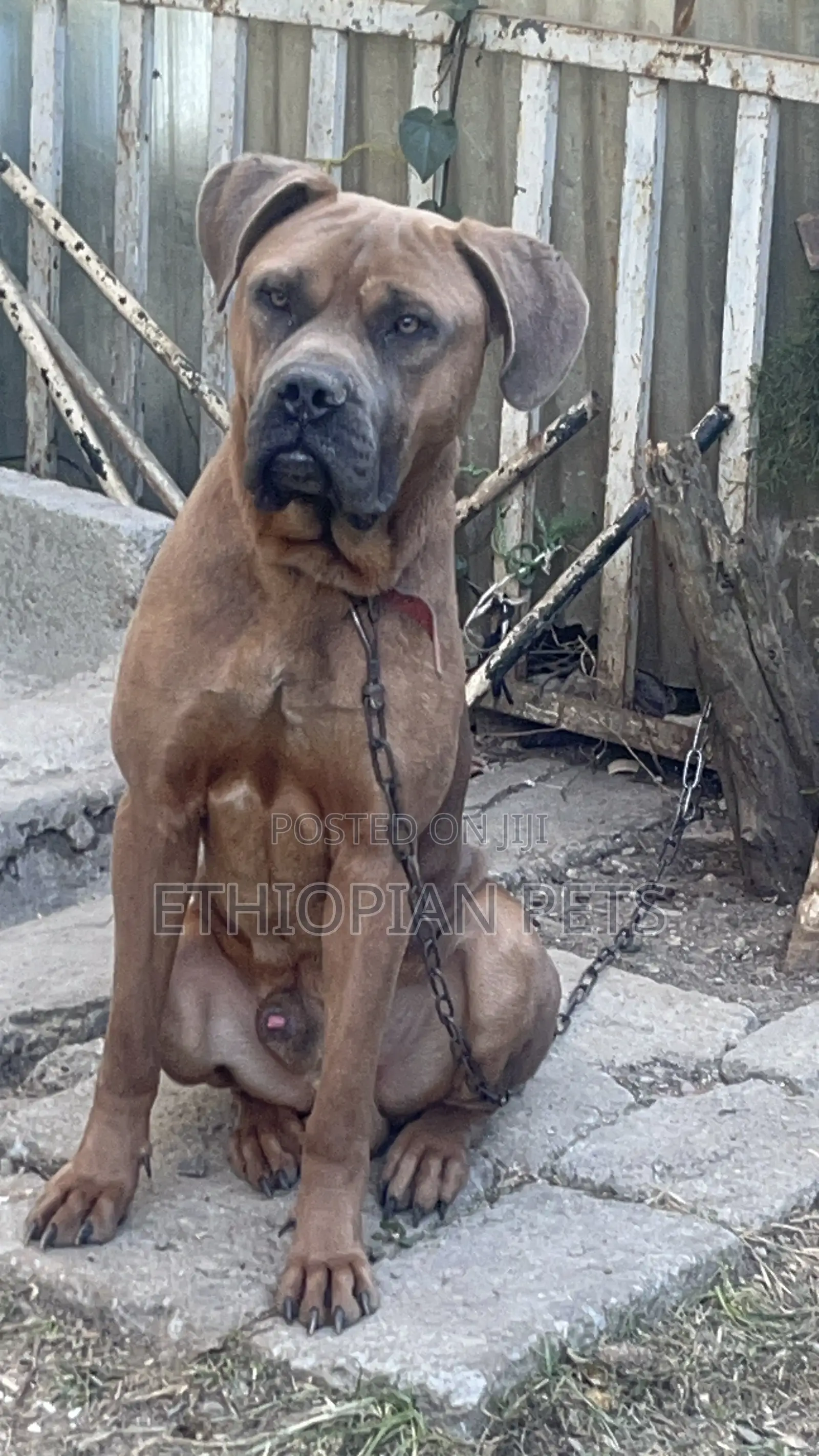 6-12 months Male Purebred Bullmastiff