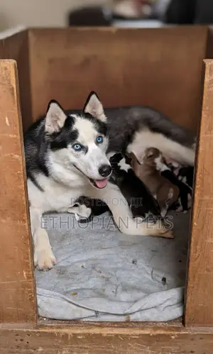 Photo - 1-3 months Male Purebred Siberian Husky