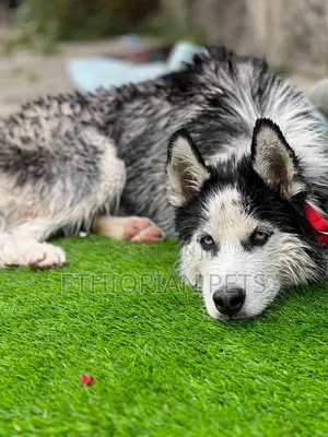 Photo - 6-12 months Male Purebred Siberian Husky