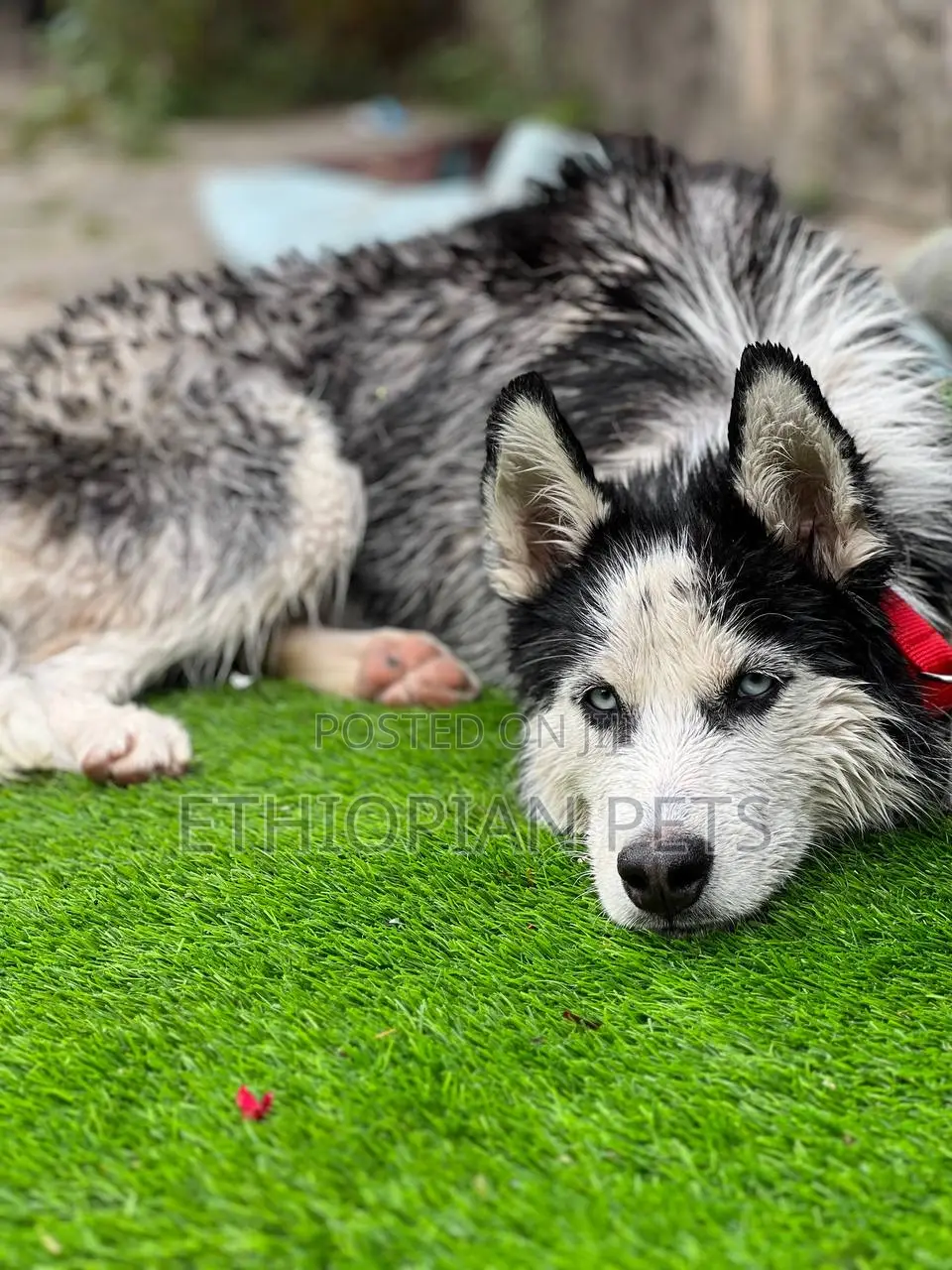 6-12 months Male Purebred Siberian Husky