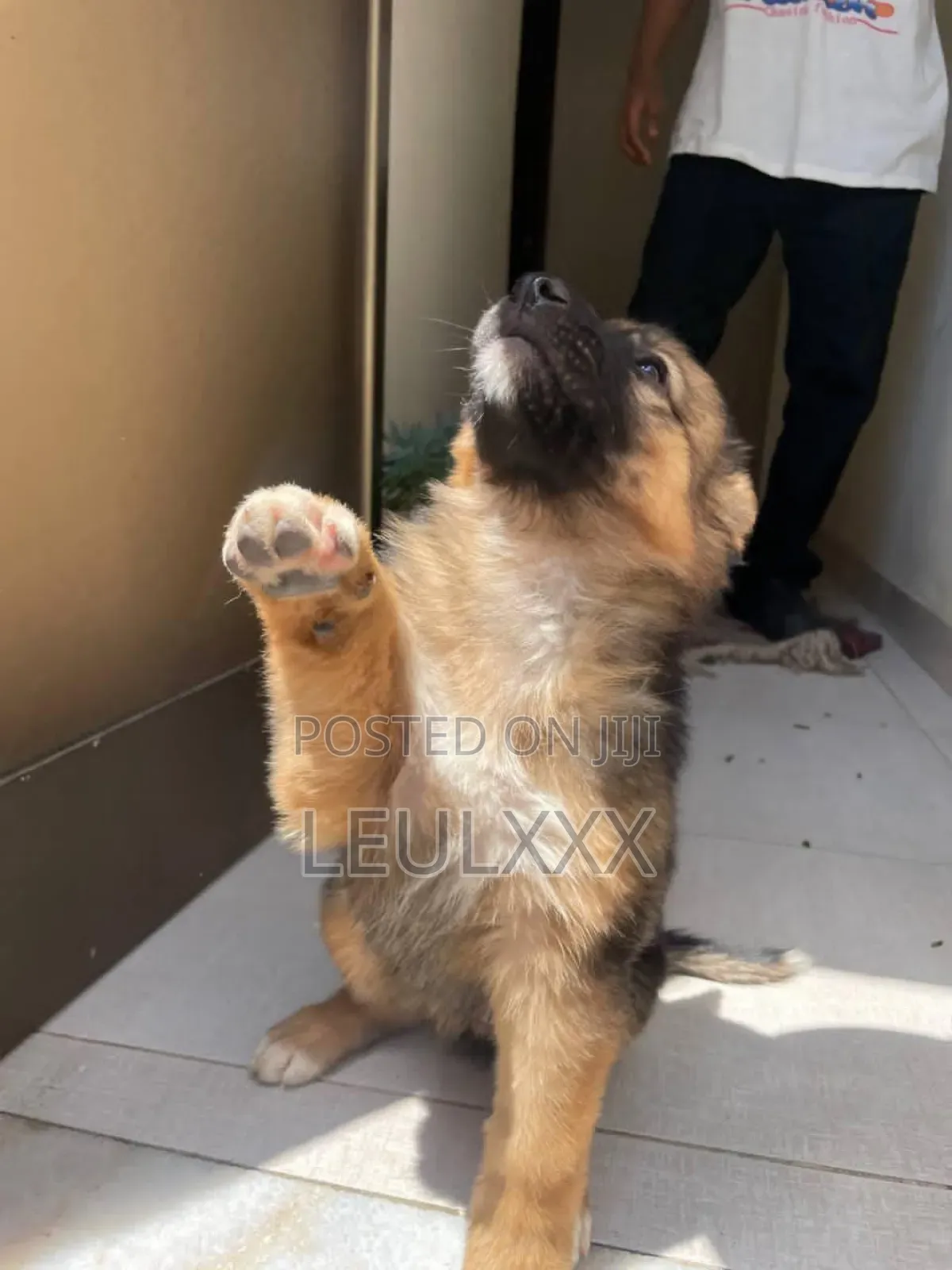 0-1 month Male Purebred German Shepherd