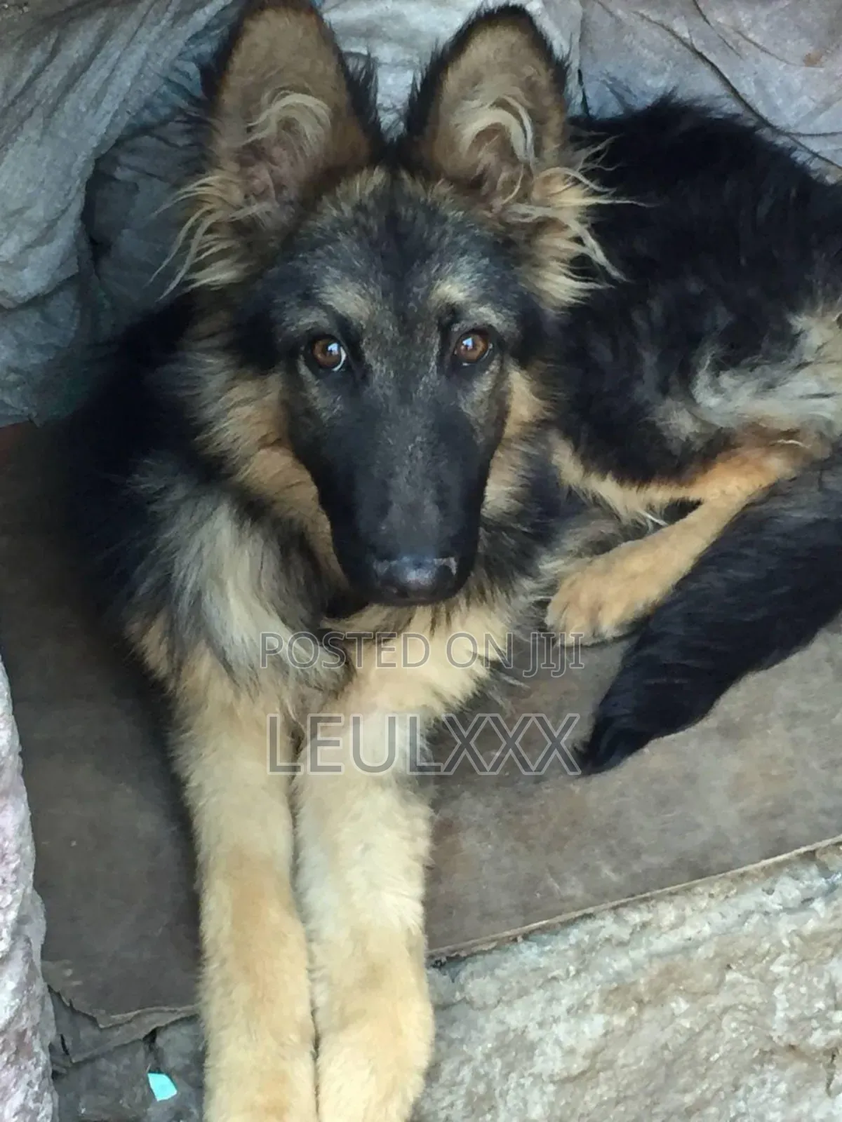 0-1 month Male Purebred German Shepherd