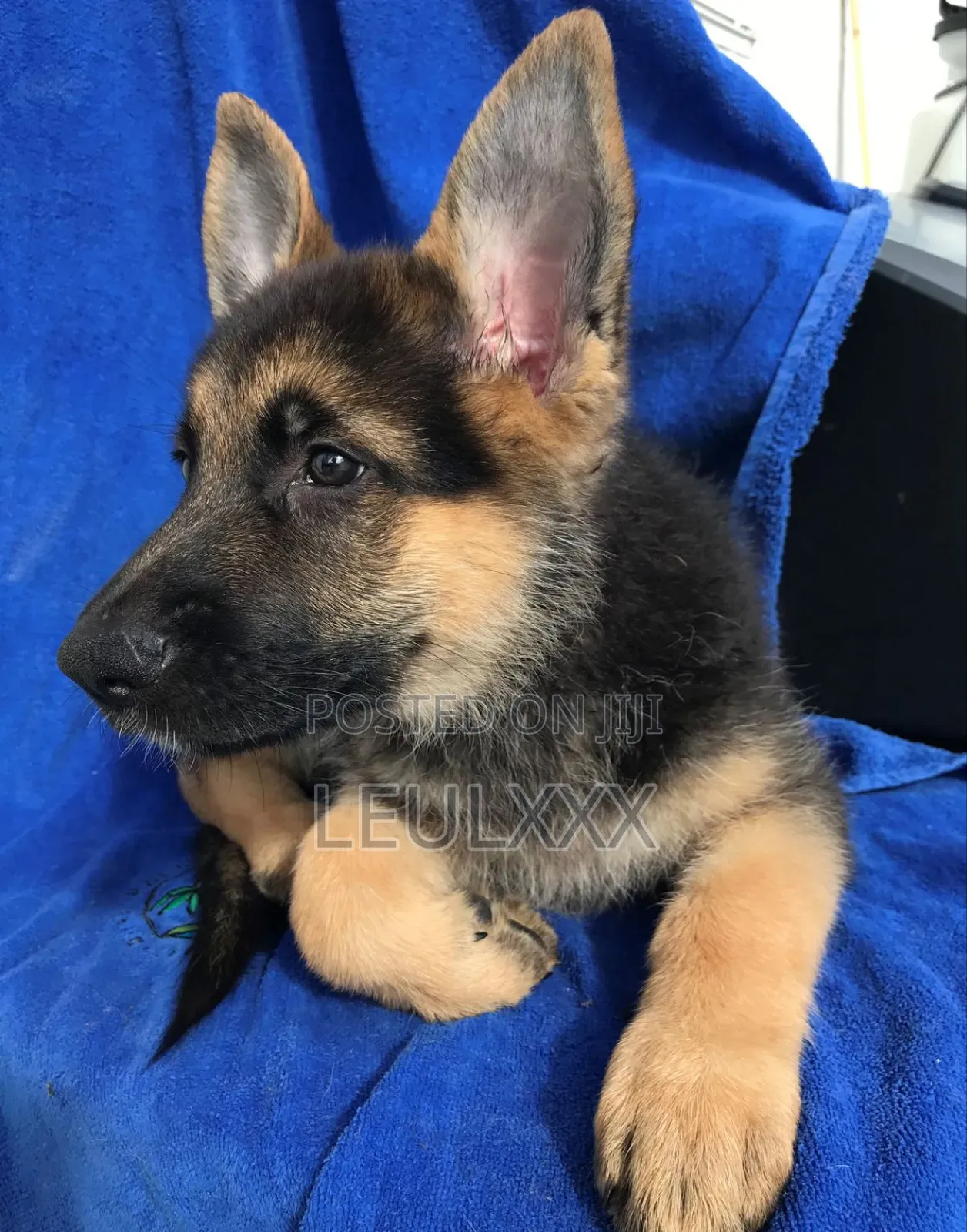 0-1 month Male Purebred German Shepherd