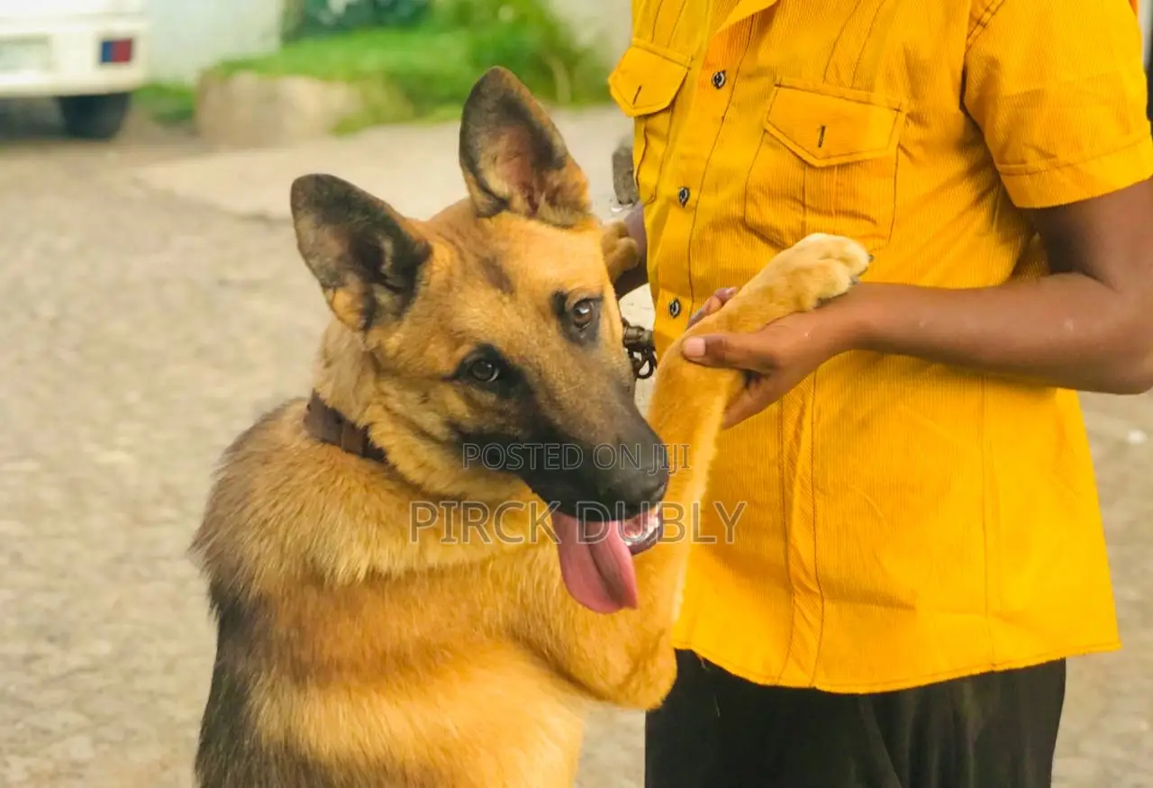 1-3 months Male Purebred German Shepherd