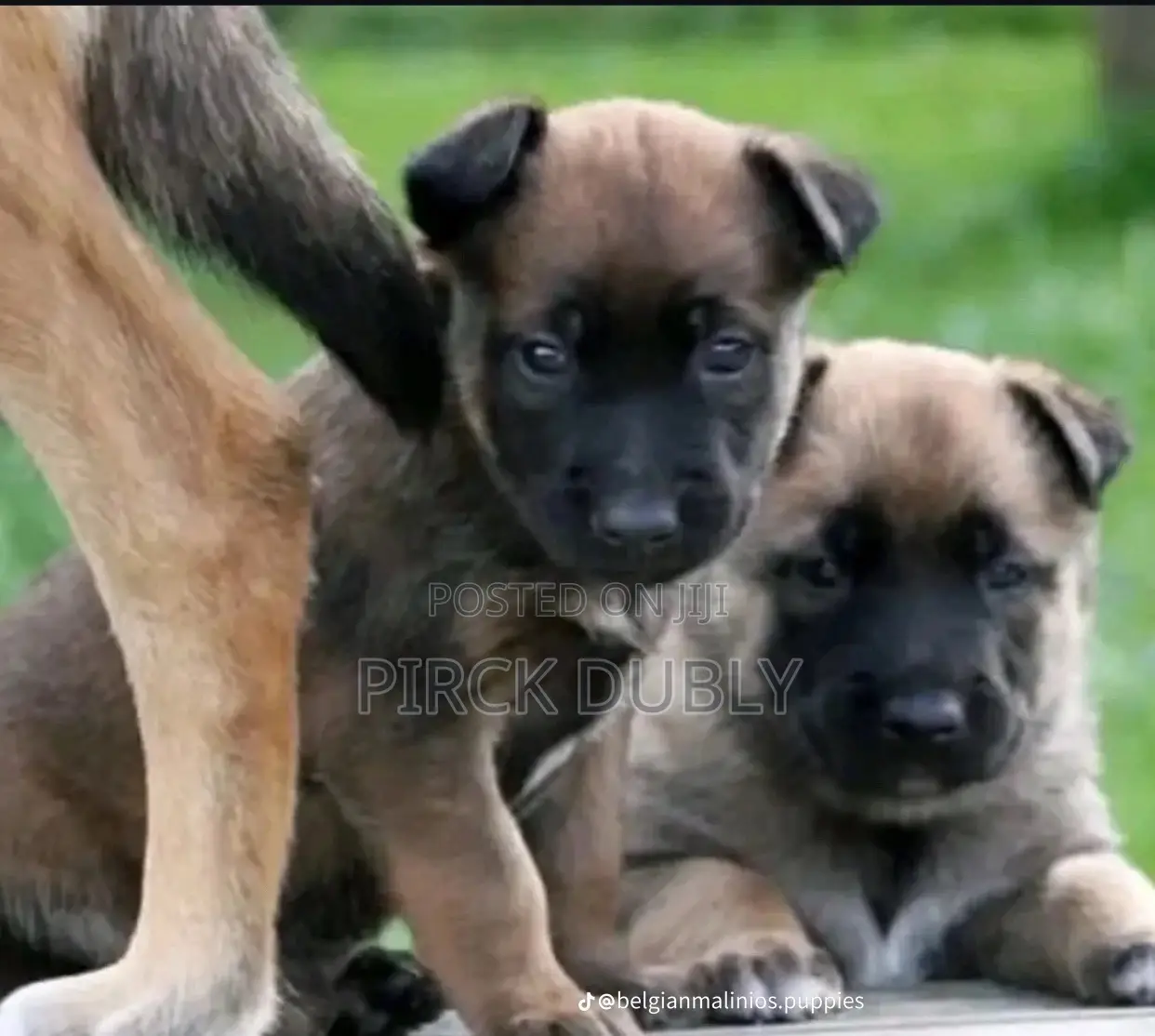 1-3 months Male Purebred German Shepherd