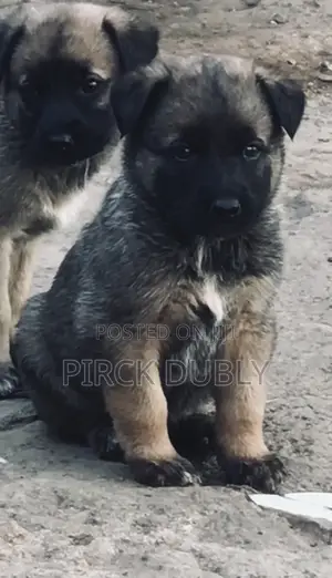 1-3 months Male Purebred German Shepherd