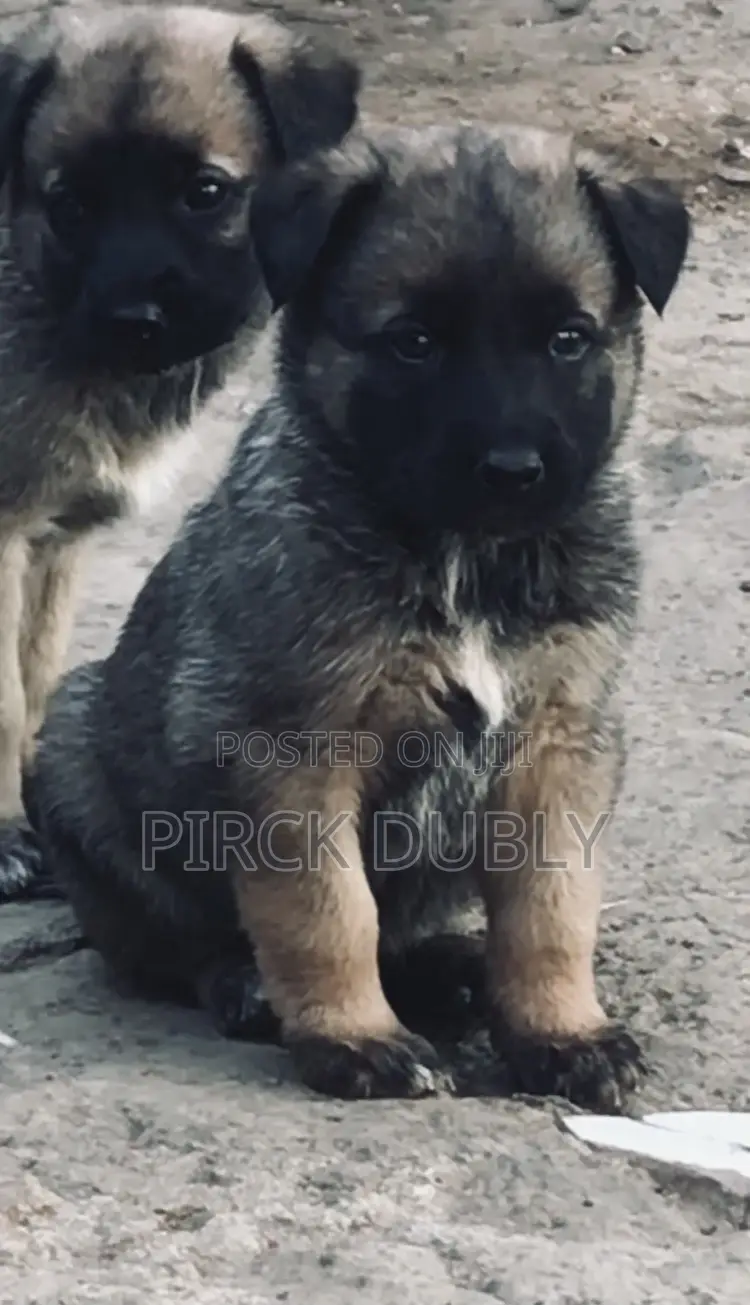 1-3 months Male Purebred German Shepherd