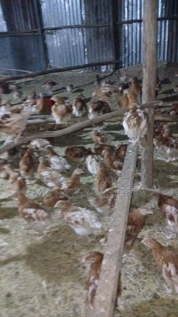 Food, Agriculture Farming in Ethiopia