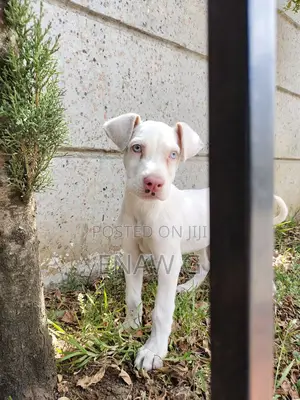 Photo - 1-3 months Female Purebred Great Dane