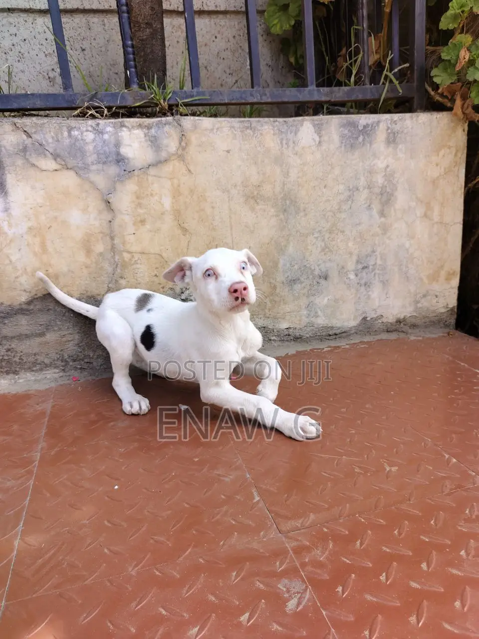 1-3 months Female Purebred Great Dane