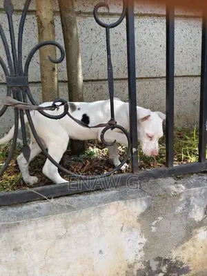 1-3 months Female Purebred Great Dane