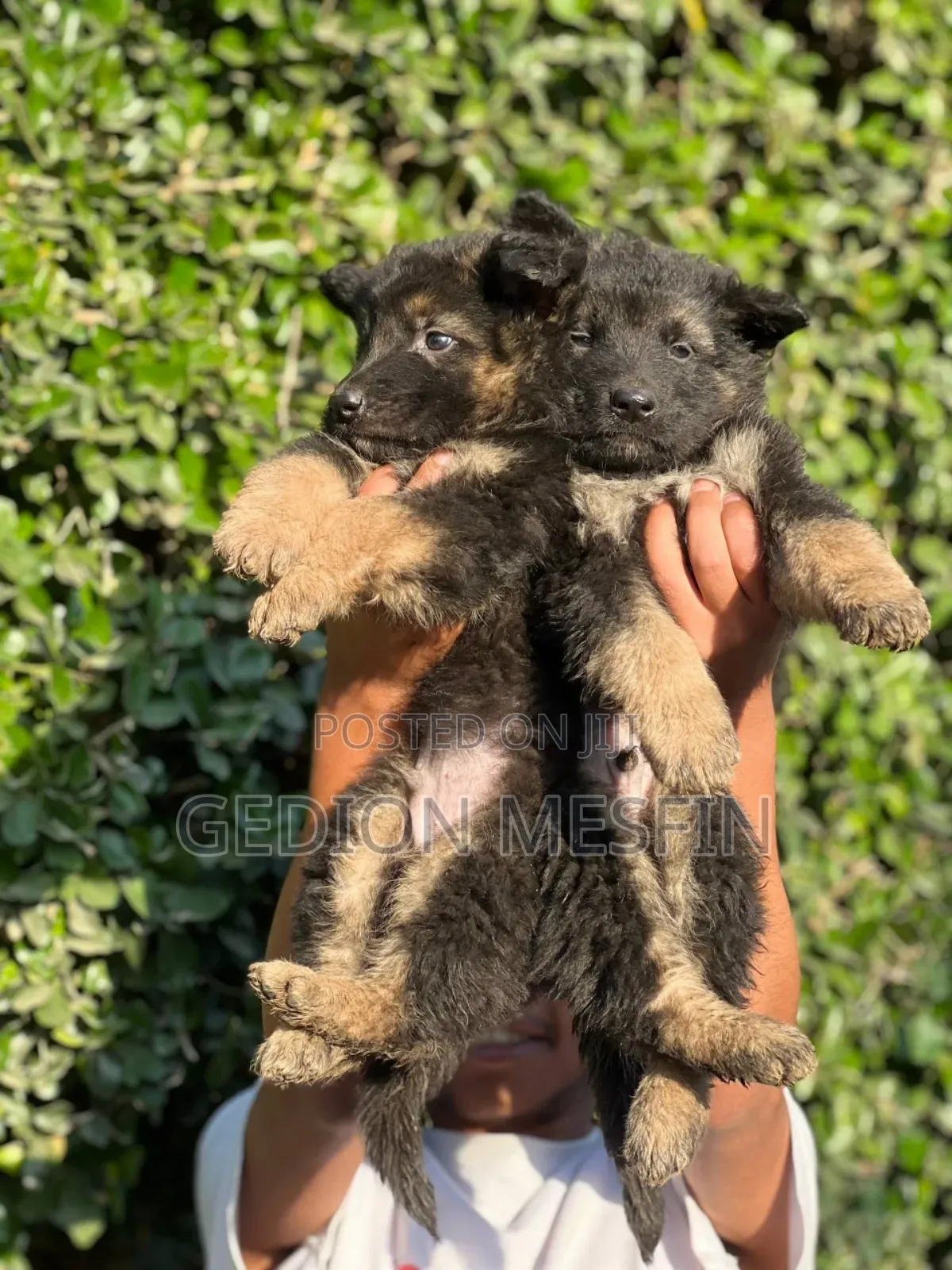 1-3 months Male Purebred German Shepherd