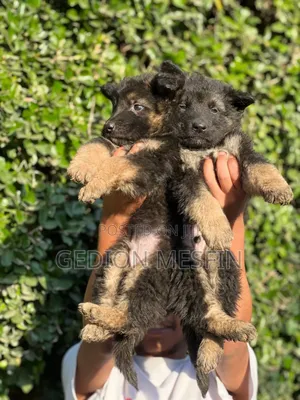 1-3 months Male Purebred German Shepherd