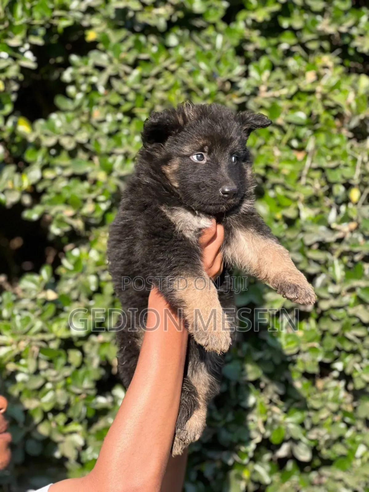 1-3 months Male Purebred German Shepherd