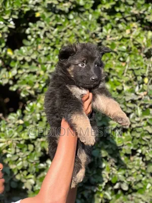 Photo - 1-3 months Male Purebred German Shepherd