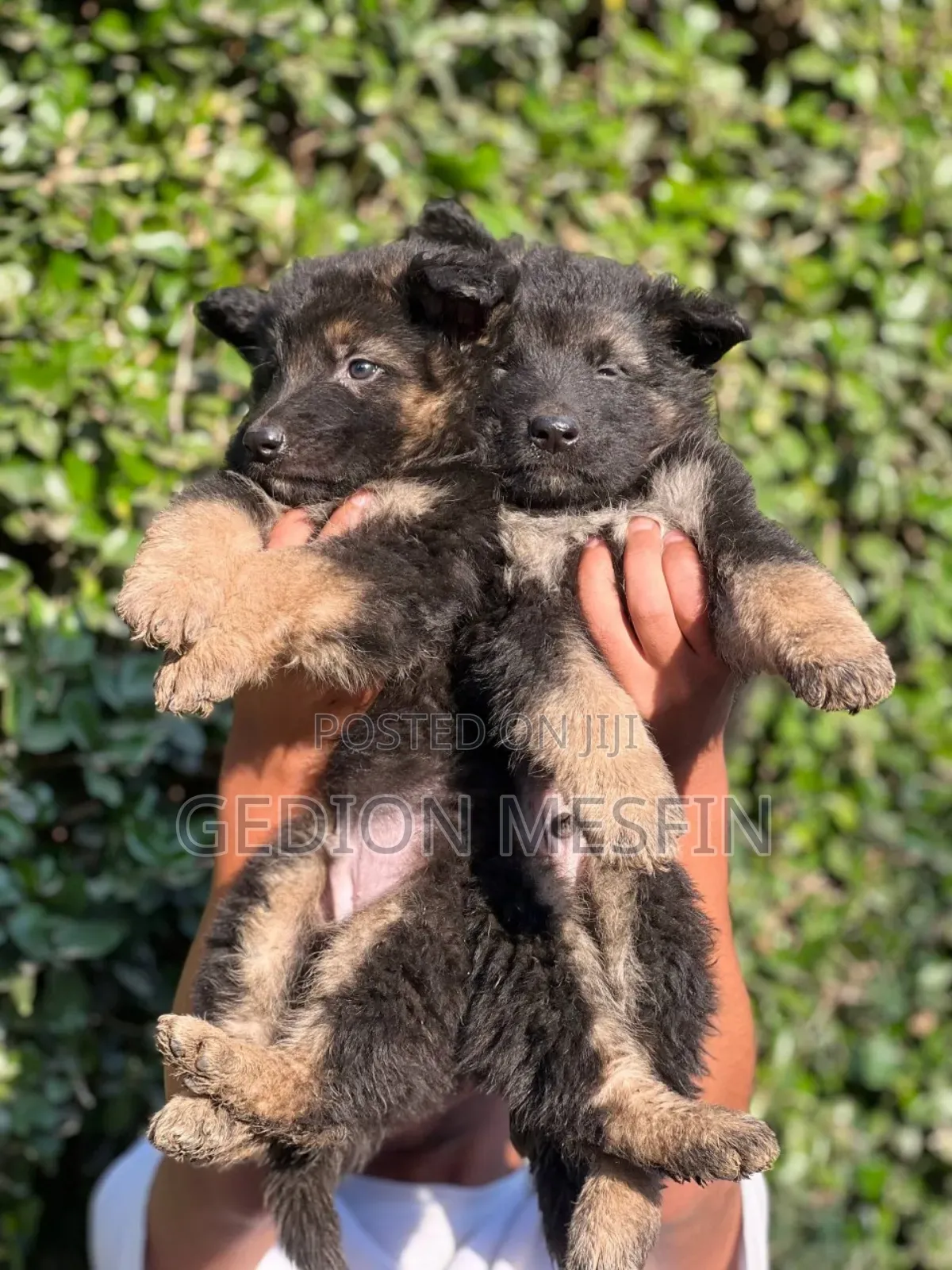 1-3 months Male Purebred German Shepherd