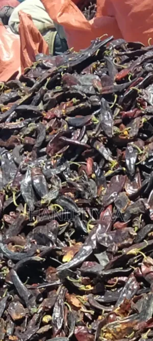 Photo - Berberee Ba Bizata in Shaxaleen Waga Kiloo 850