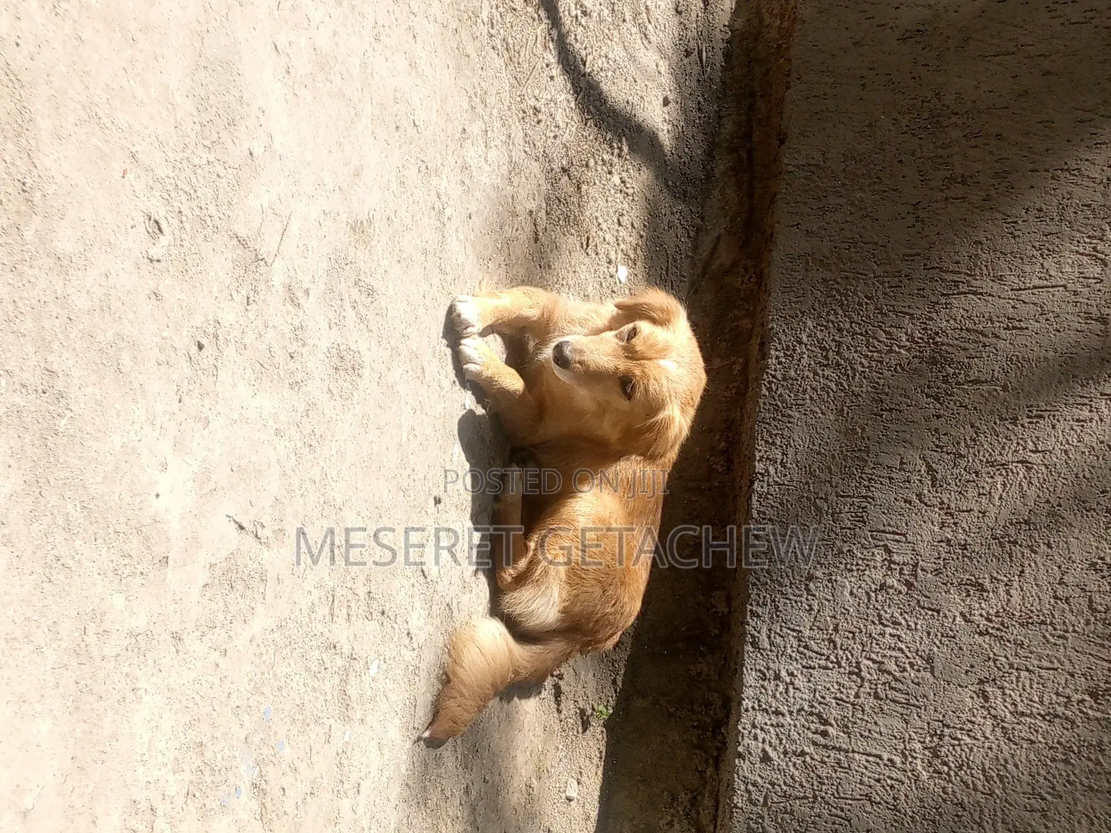 1+ year Female Purebred Dog