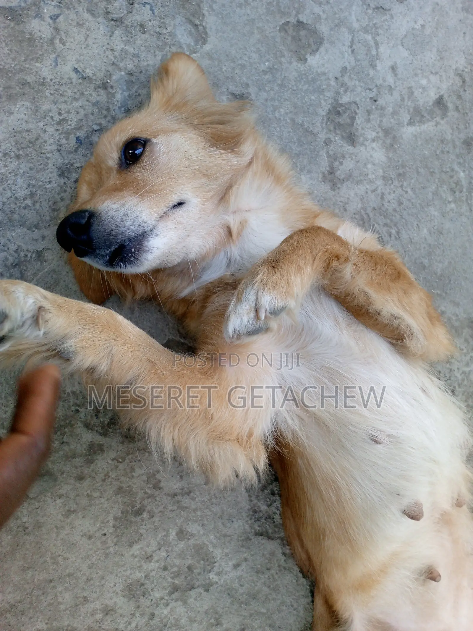 1+ year Female Purebred Dog