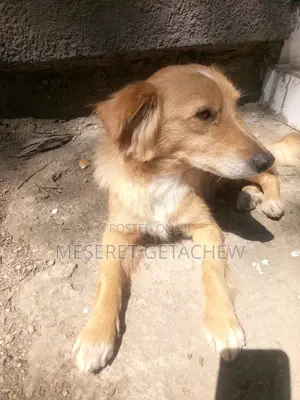 1+ year Female Purebred Dog