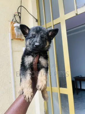 1-3 months Female Purebred German Shepherd