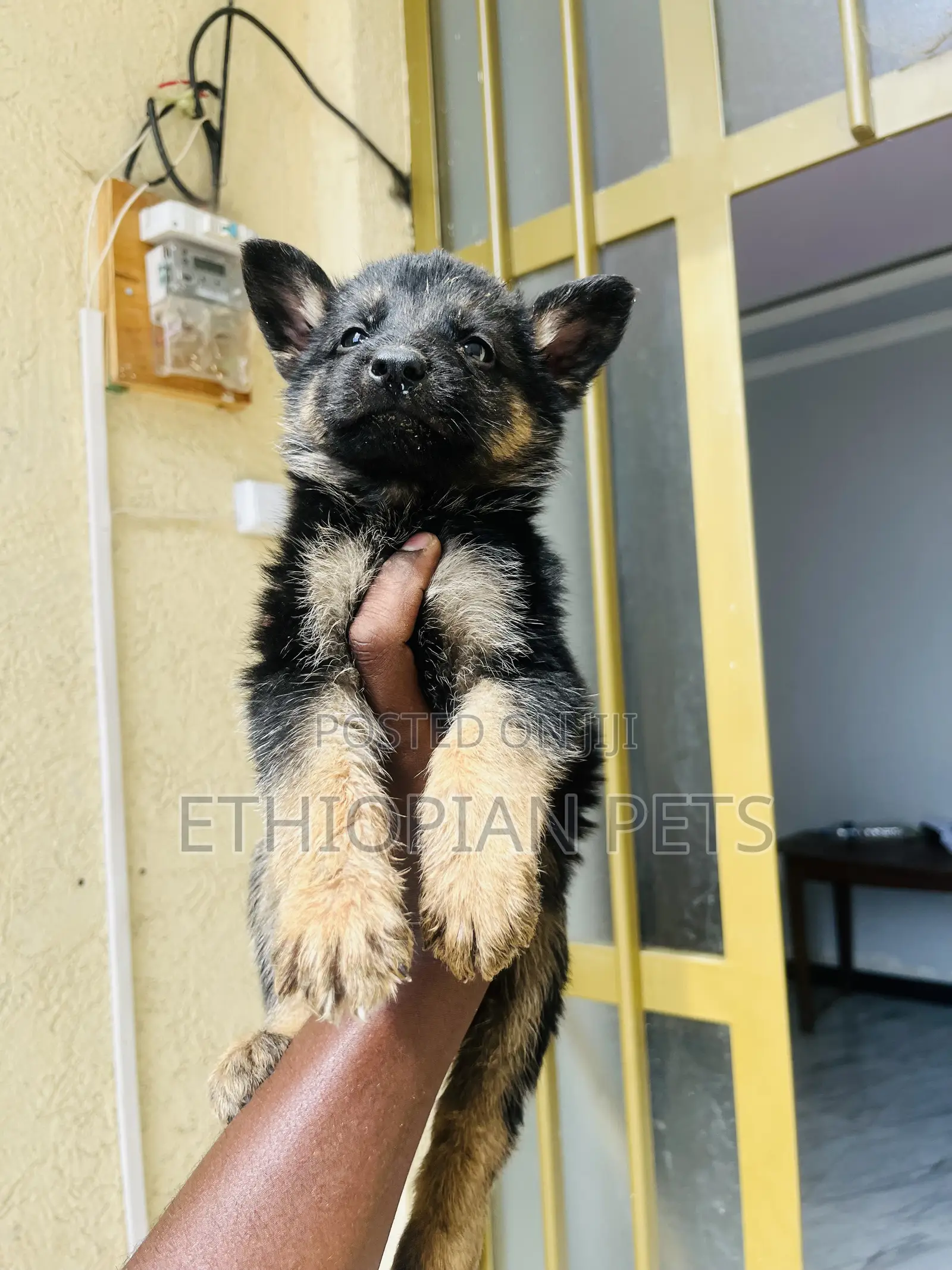 1-3 months Female Purebred German Shepherd