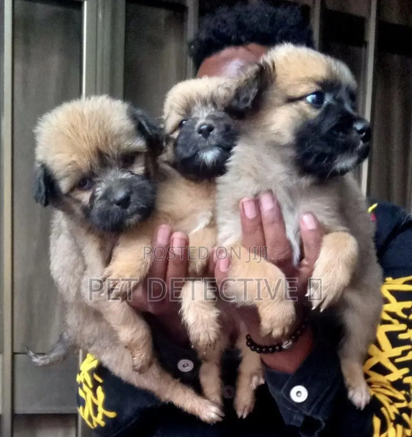 1-3 months Male Purebred Maltese