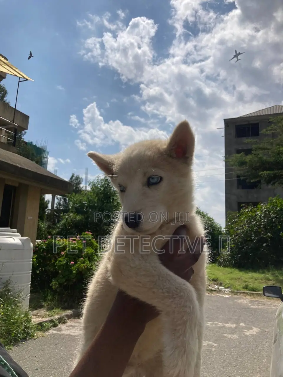 1-3 months Male Purebred Siberian Husky