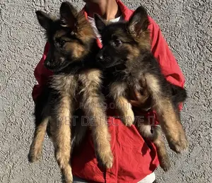 Photo - 1-3 months Male Purebred German Shepherd