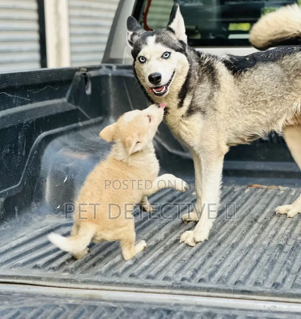 1-3 months Male Purebred Siberian Husky