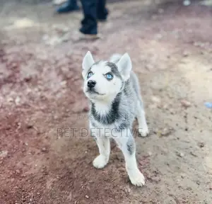Photo - 1-3 months Male Purebred Siberian Husky