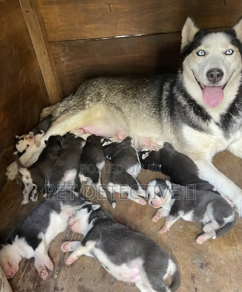1-3 months Male Purebred Siberian Husky