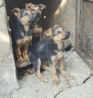 Photo - 1-3 months Male Purebred German Shepherd