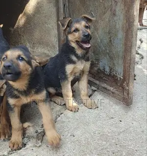 Photo - 1-3 months Male Purebred German Shepherd