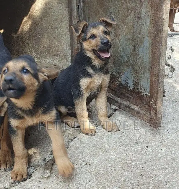 1-3 months Male Purebred German Shepherd