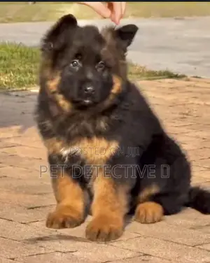 Photo - 1-3 months Male Purebred German Shepherd