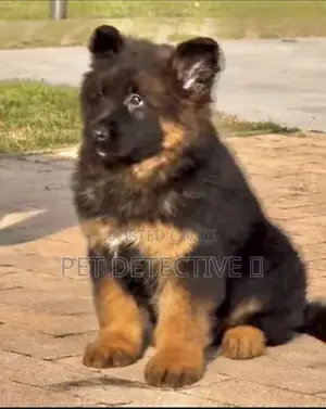 1-3 months Male Purebred German Shepherd