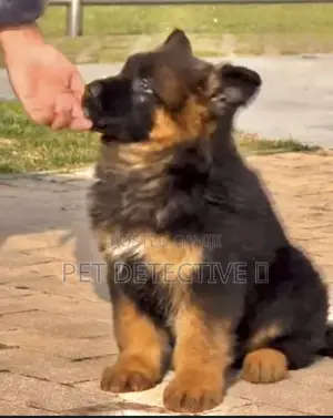 Photo - 1-3 months Male Purebred German Shepherd
