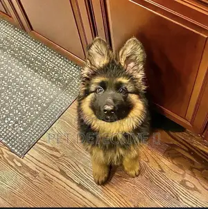 Photo - 1-3 months Male Purebred German Shepherd