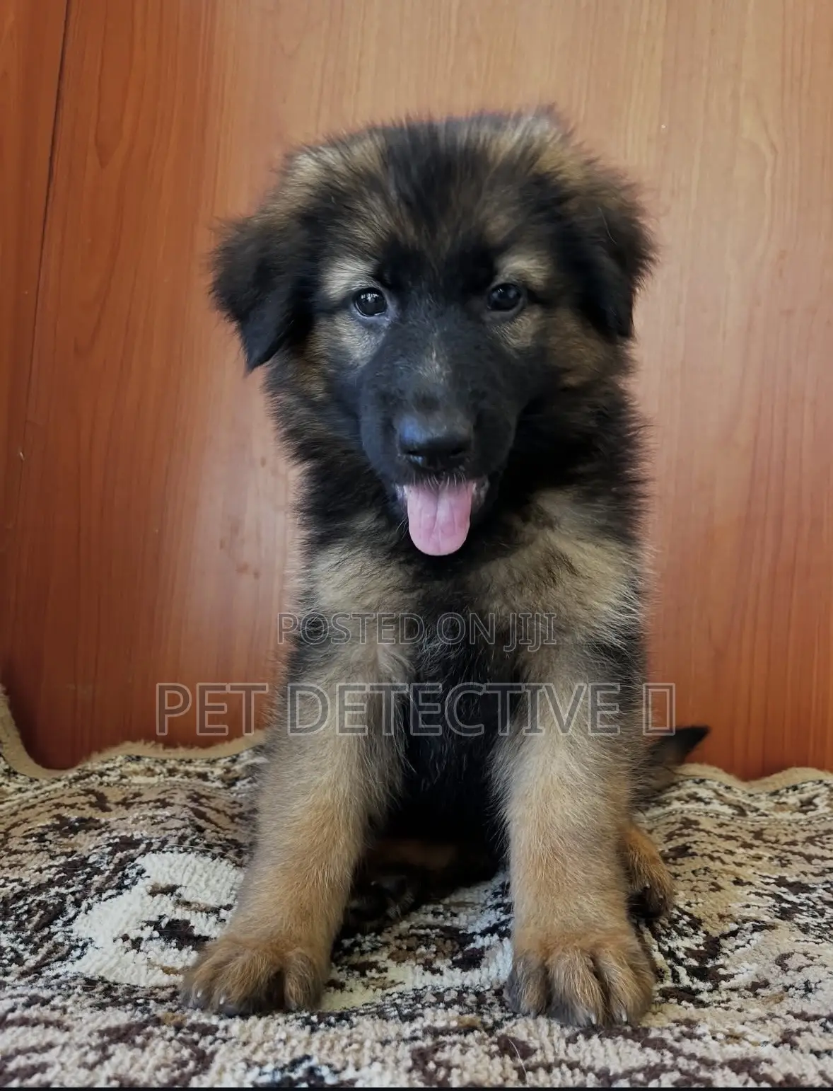 1-3 months Male Purebred German Shepherd