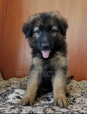 Photo - 1-3 months Male Purebred German Shepherd