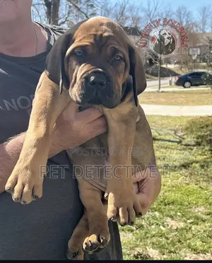 Photo - 1-3 months Male Purebred Boerboel
