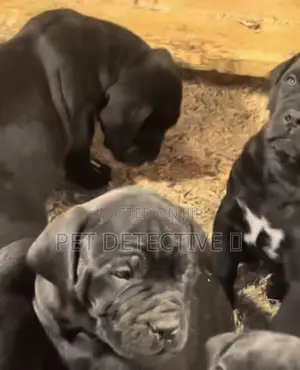 Photo - 1-3 months Male Purebred Boerboel