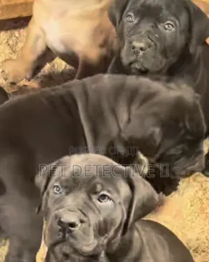 Photo - 1-3 months Female Purebred Boerboel