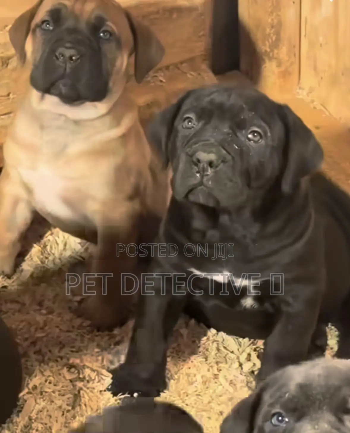 1-3 months Male Purebred Boerboel