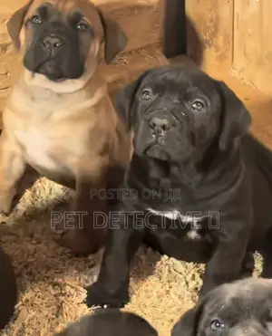 Photo - 1-3 months Male Purebred Boerboel