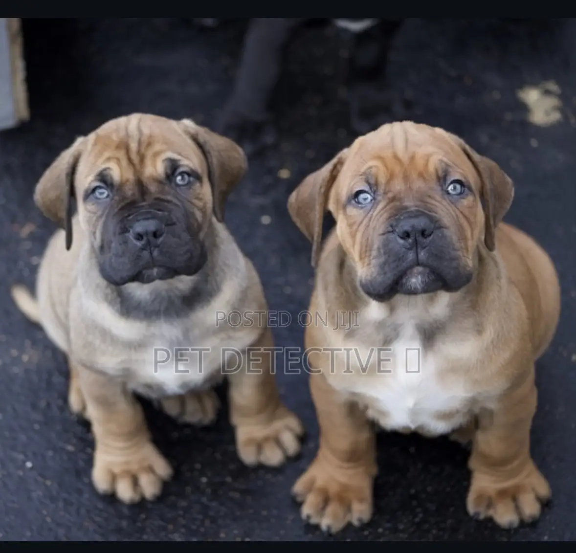 1-3 months Male Purebred Boerboel
