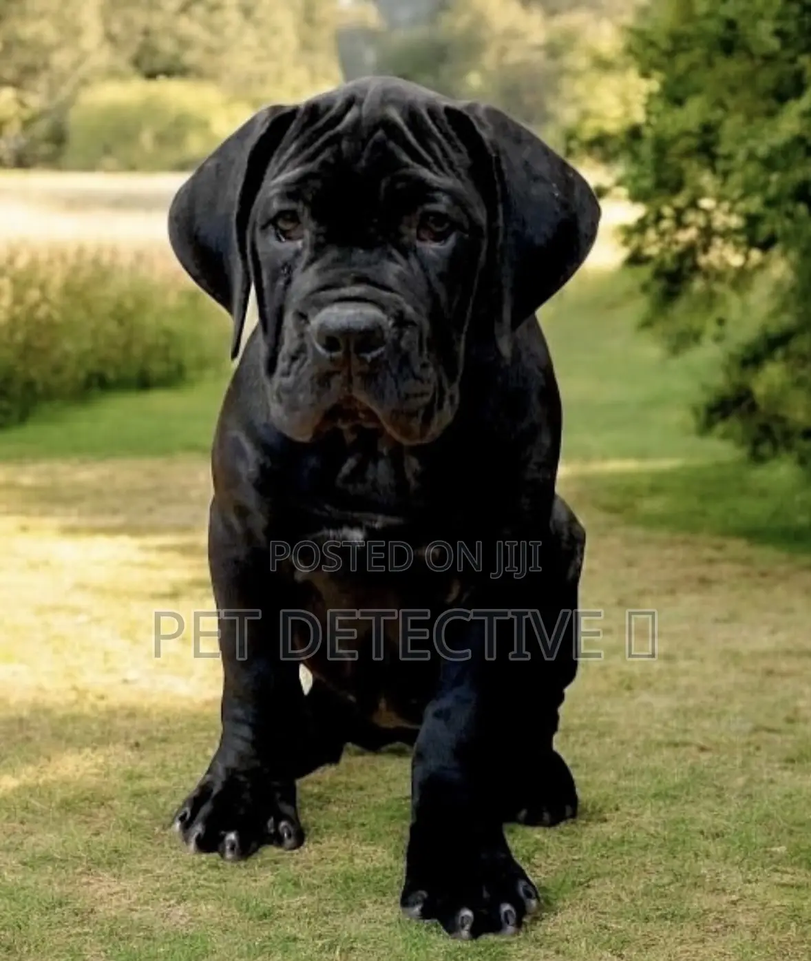 1-3 months Male Purebred Boerboel